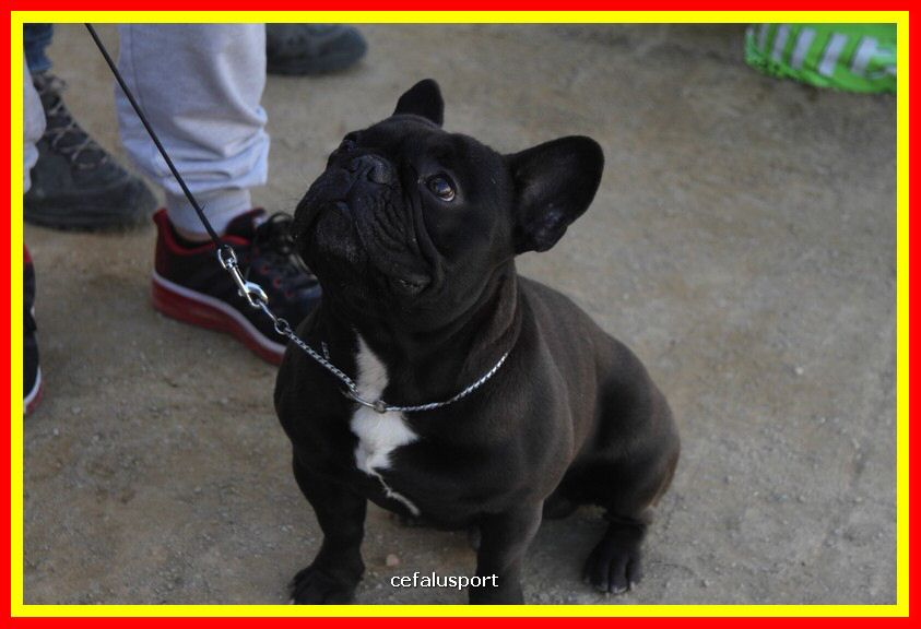 180311 mostra_canina 105.jpg
